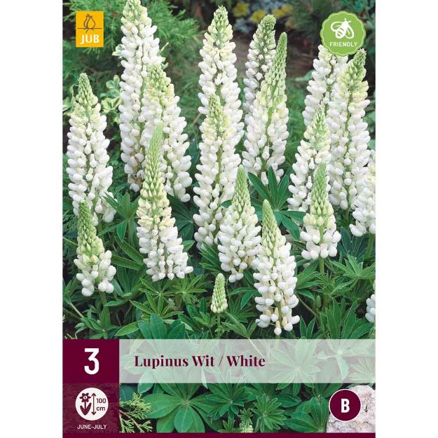 Image de 3 bulbes de fleurs de lupinus blanc