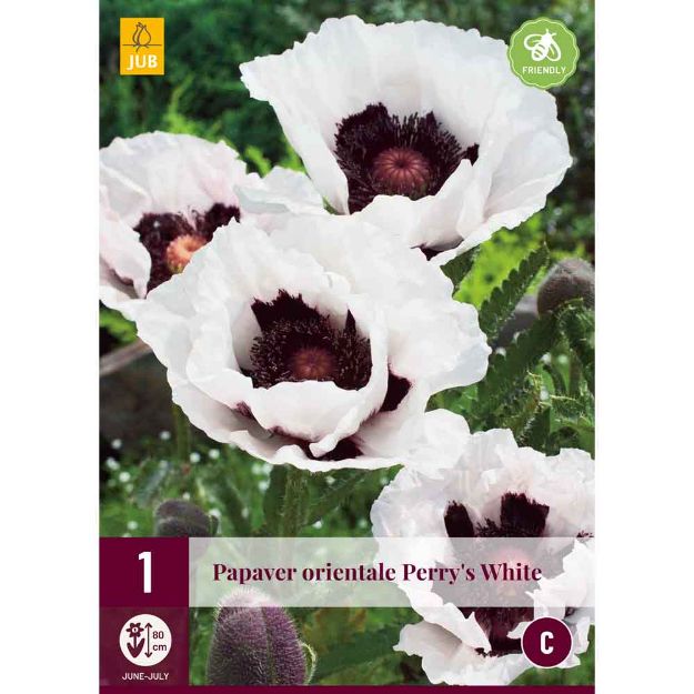 Image de 1 bulbe de fleur de papaver perrys white