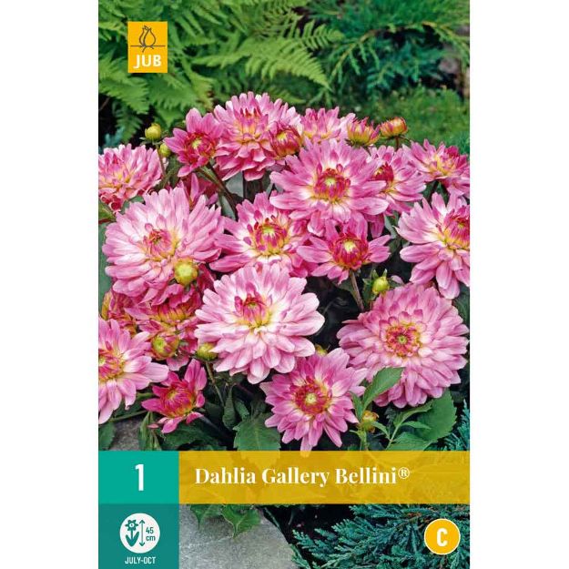 Image de 1 dahlia gallery bellini i