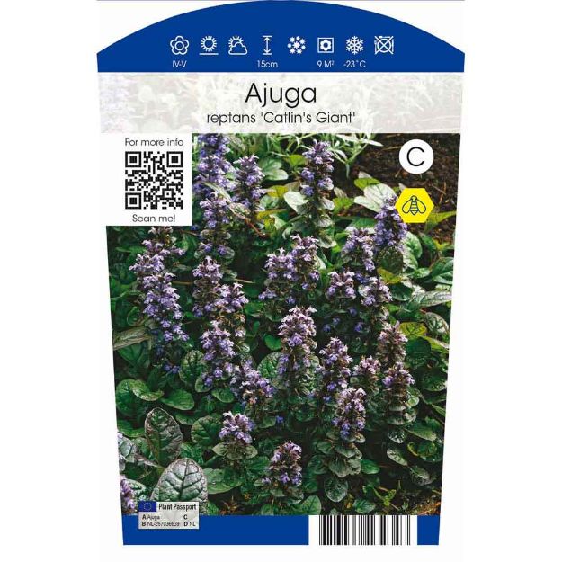 Image de Ajuga reptans 'Catlin's Giant' P11