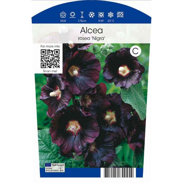 Image de Alcea rosea 'Nigra' P11