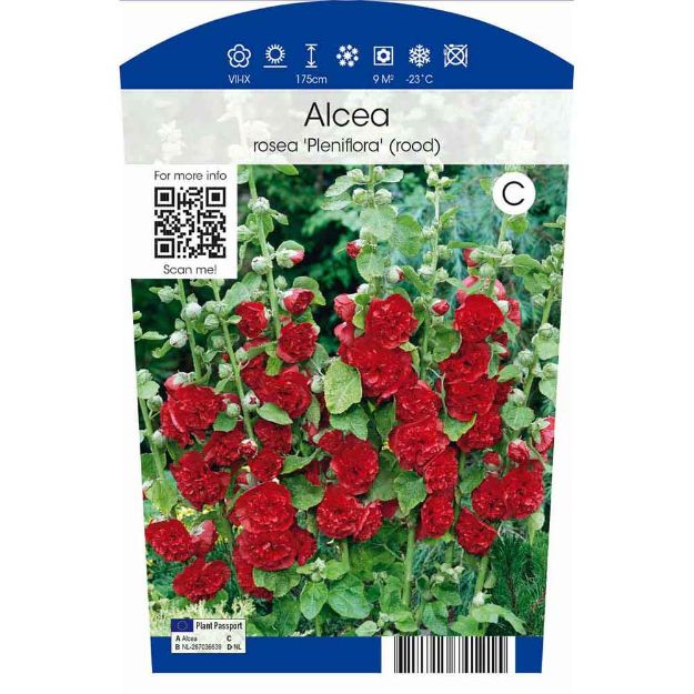 Image de Alcea rosea 'Pleniflora' (rood) P11