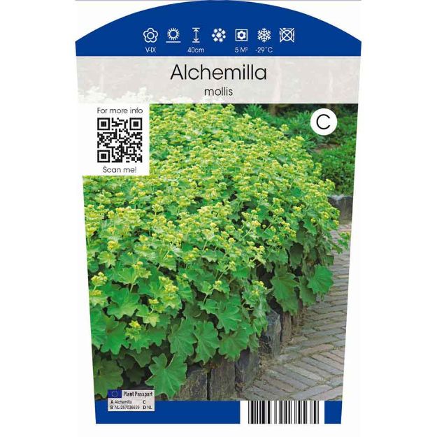 Image de Alchemilla mollis P11