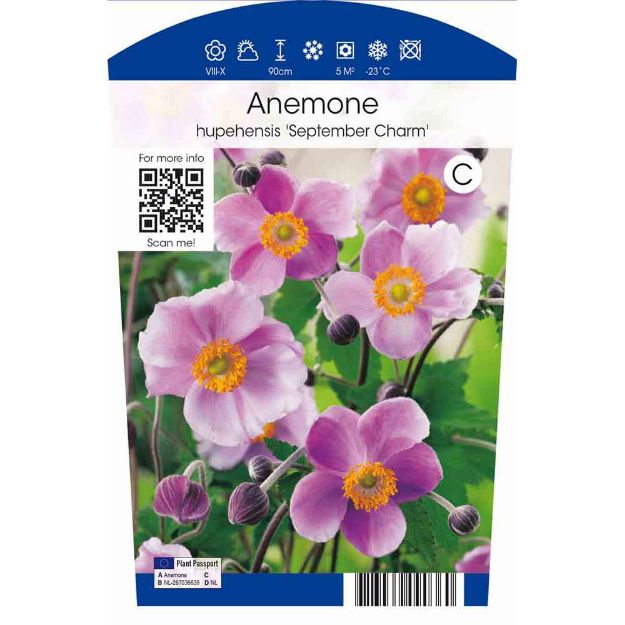 Image de Anemone hup. 'September Charm' P11