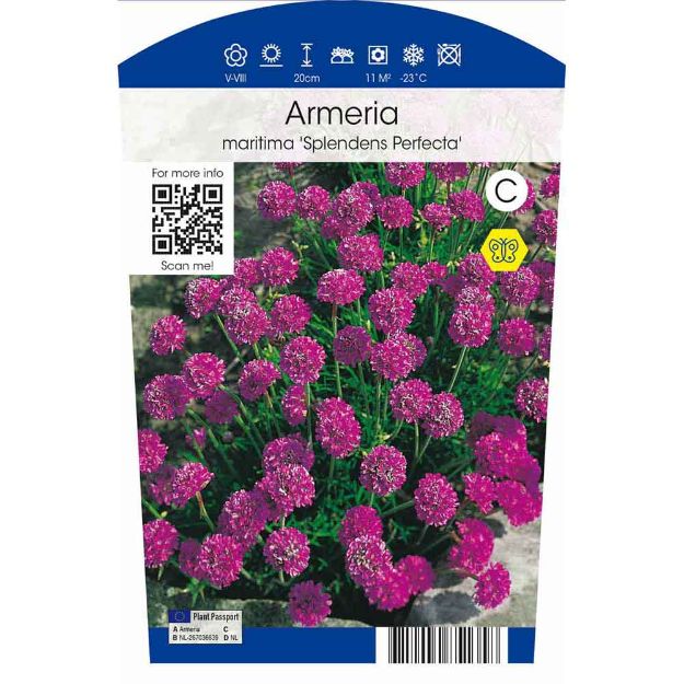 Image de Armeria mar. 'Splendens Perfecta' P11