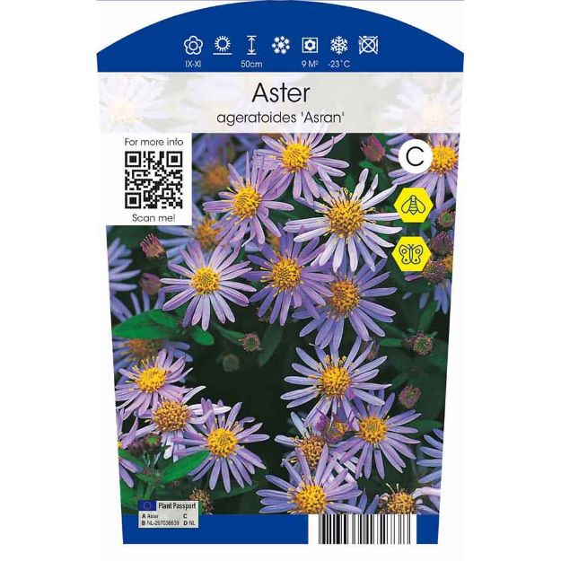 Image de Aster ageratoides 'Asran' P11