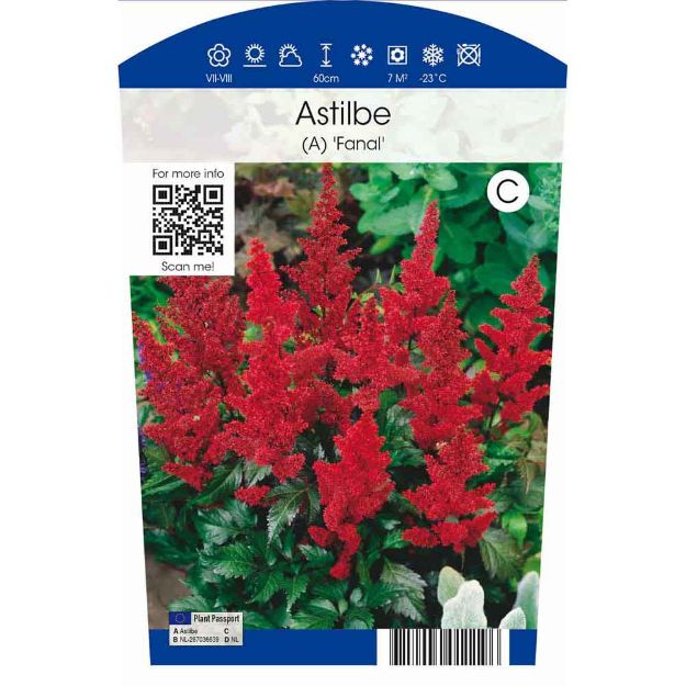 Image de Astilbe (A) 'Fanal' P11