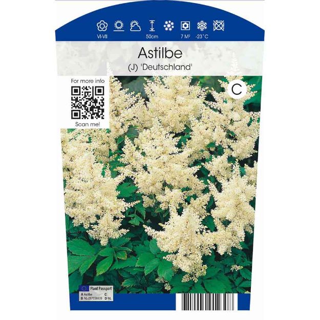 Image de Astilbe (J) 'Deutschland' P11