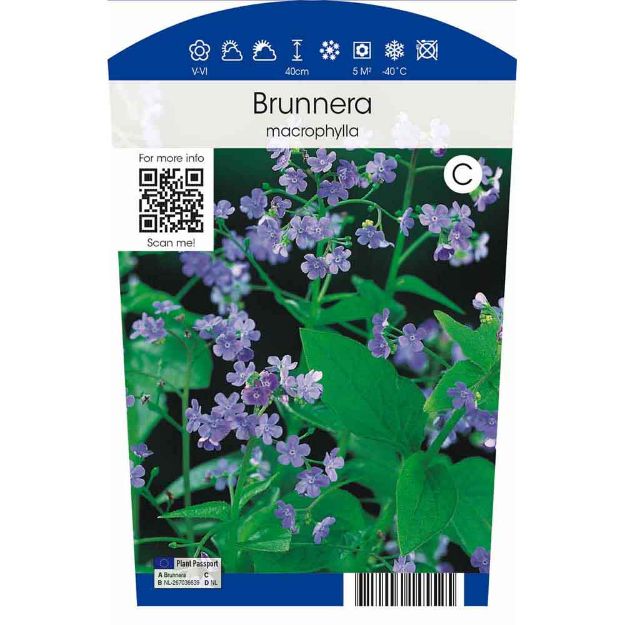 Image de Brunnera macrophylla P11