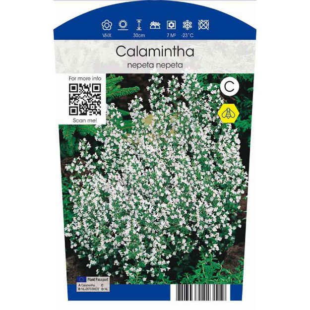 Image de Calamintha nepeta nepeta P11