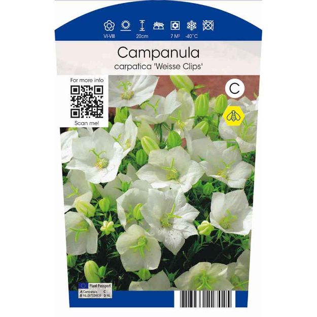 Image de Campanula carp. 'Weisse Clips' P11