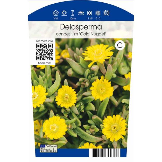 Image de Delosperma congestum 'Golden Nugget P11