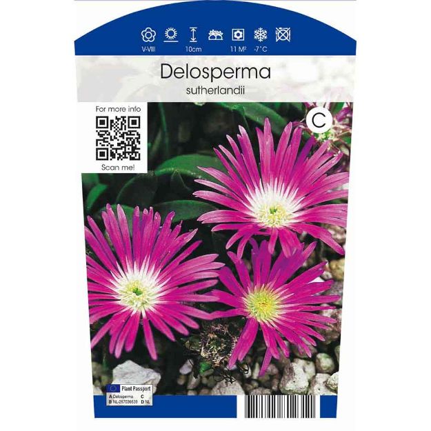 Image de Delosperma sutherlandii P11