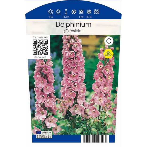 Image de Delphinium (P) 'Astolat' P11