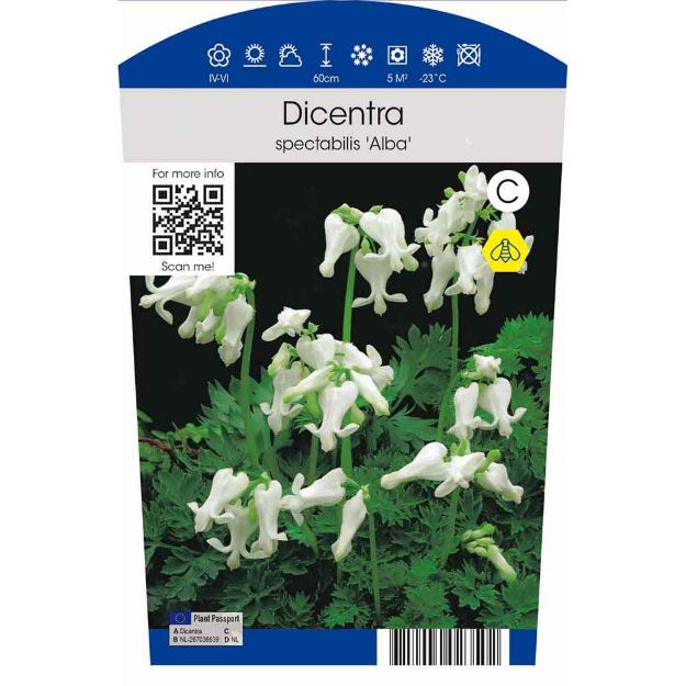 Image de Dicentra spectabilis 'Alba' P11