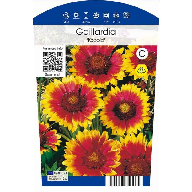 Image de Gaillardia 'Kobold' P11