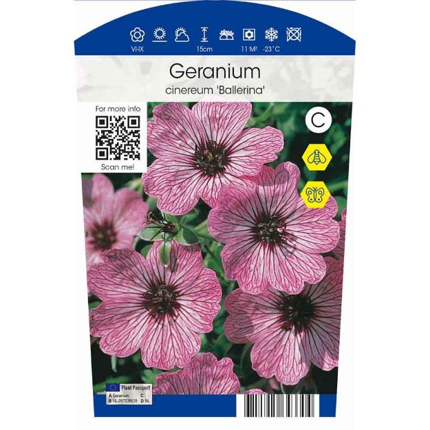 Image de Geranium cin. 'Ballerina' P11