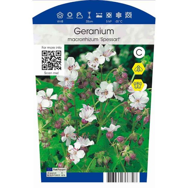 Image de Geranium macr. 'Spessart' P11