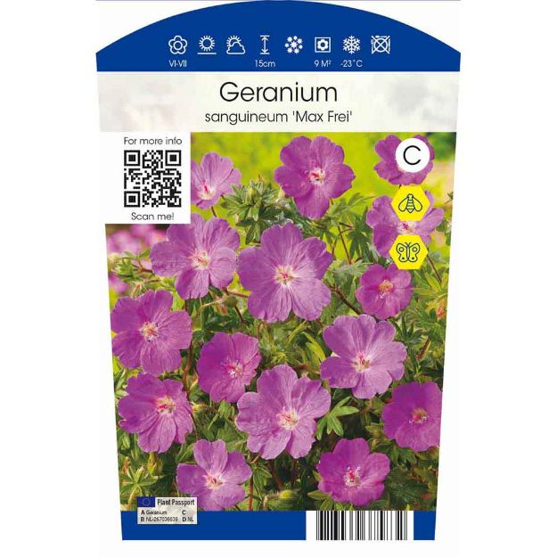 Image de Geranium sang. 'Max Frei' P11