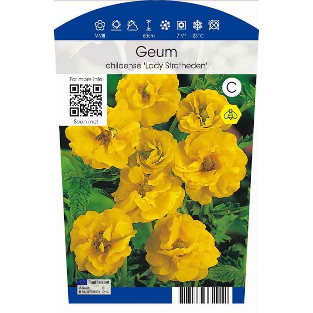 Image de Geum chiloense 'Lady Stratheden' P11