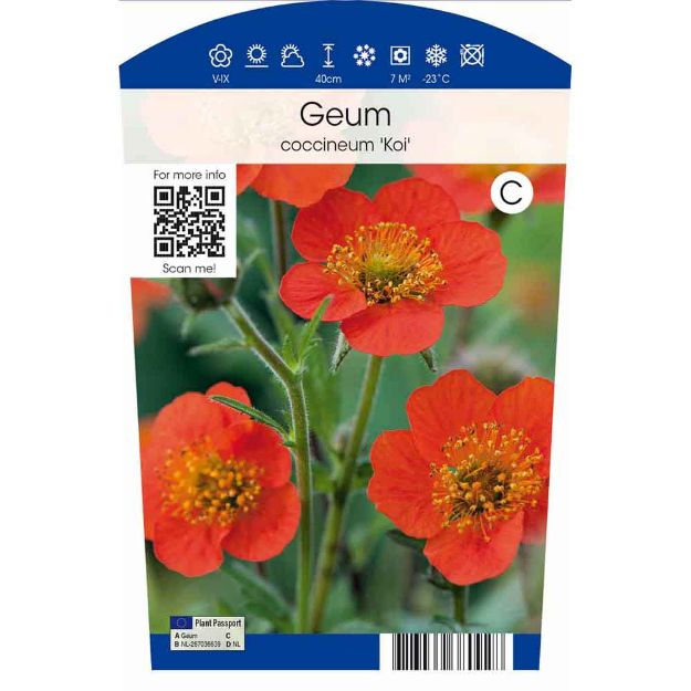 Image de Geum coccineum 'Koi' P11