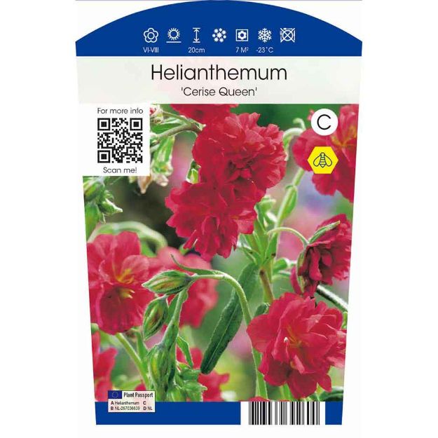 Image de Helianthemum 'Cerise Queen' P11