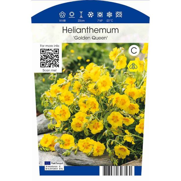 Image de Helianthemum 'Golden Queen' P11