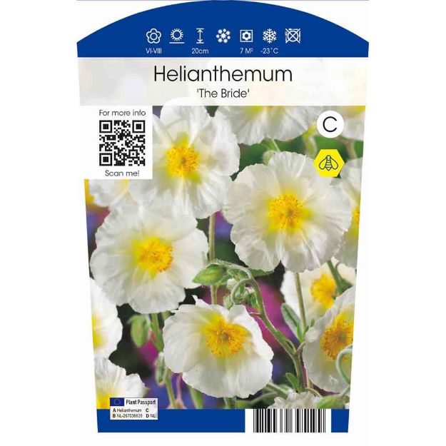 Image de Helianthemum 'The Bride' P11