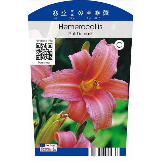 Image de Hemerocallis 'Pink Damask' P11