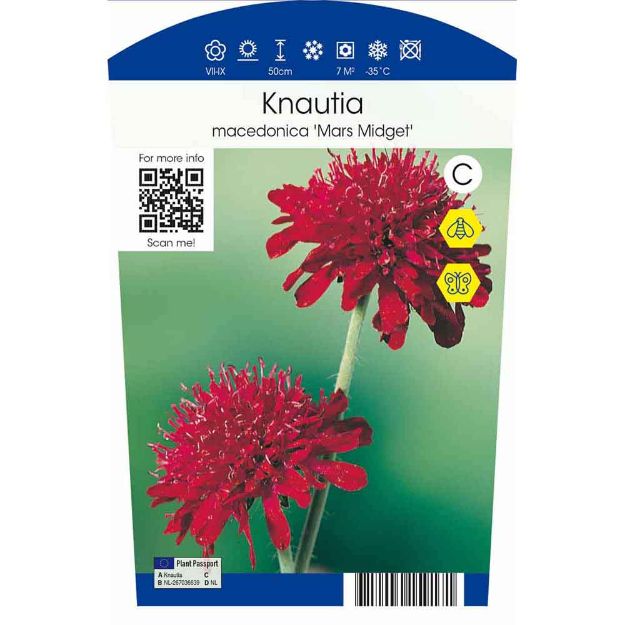 Image de Knautia macedonica 'Mars Midget' P11