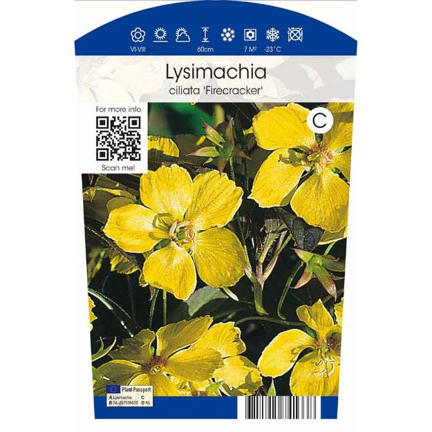 Image de Lysimachia ciliata 'Firecracker' P11