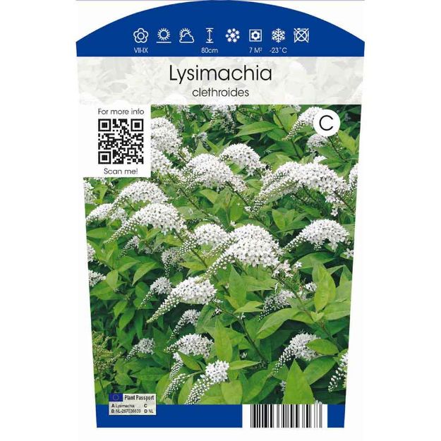 Image de Lysimachia clethroides P11