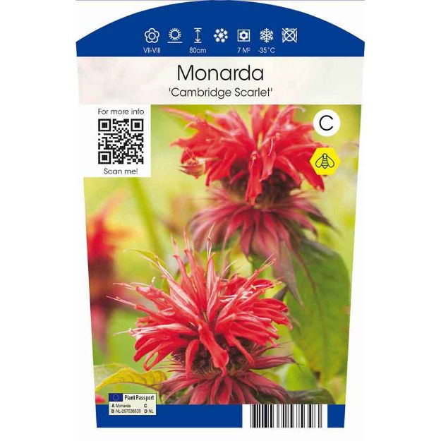 Image de Monarda 'Cambridge Scarlet' P11