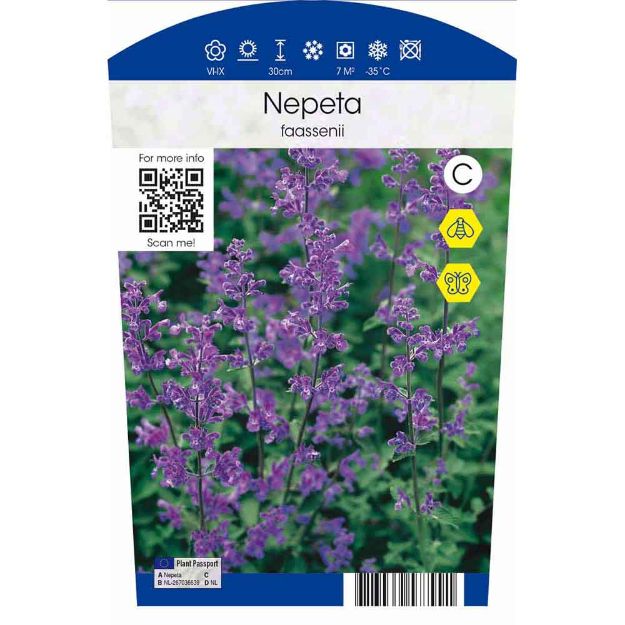 Image de Nepeta faassenii P11