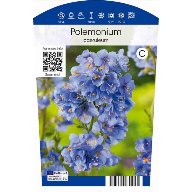 Image de Polemonium caeruleum P11