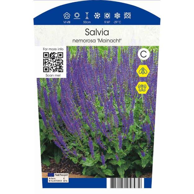 Image de Salvia nemorosa 'Mainacht' P11