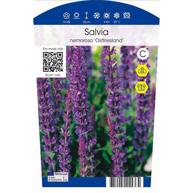 Image de Salvia nemorosa 'Ostfriesland' P11