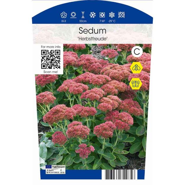 Image de Sedum 'Herbstfreude' P11