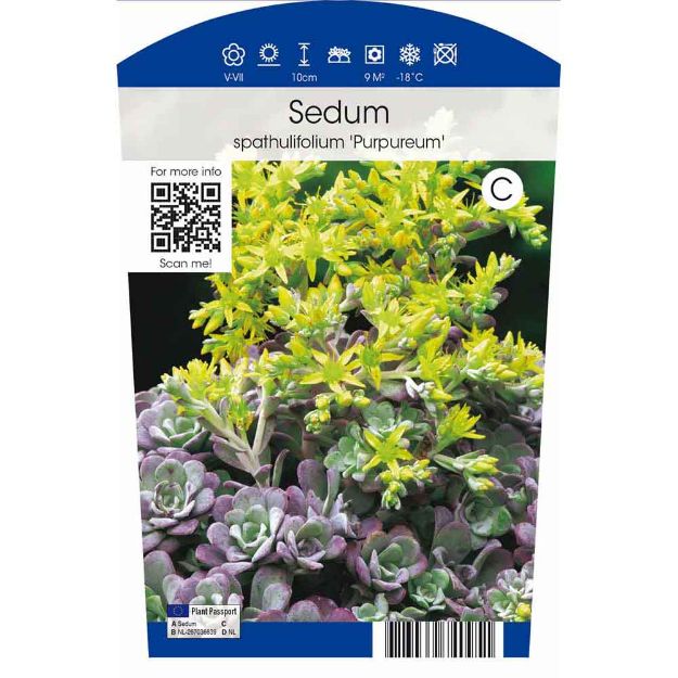 Image de Sedum spathulifolium 'Purpureum' P11