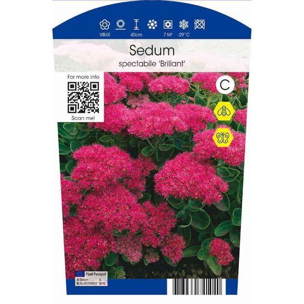 Image de Sedum spectabile 'Brillant' P11