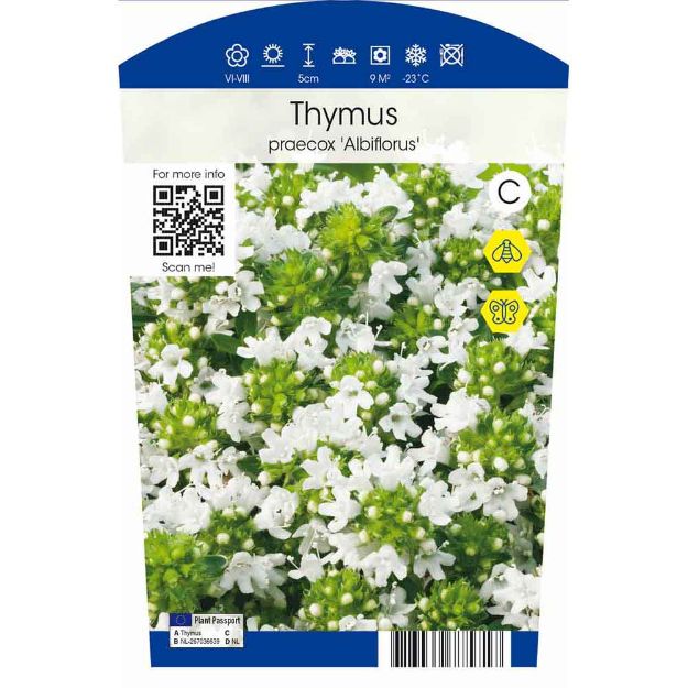 Image de Thymus praecox 'Albiflorus' P11