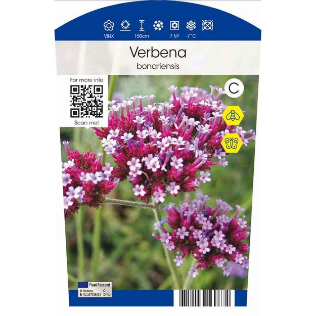 Image de Verbena bonariensis P11