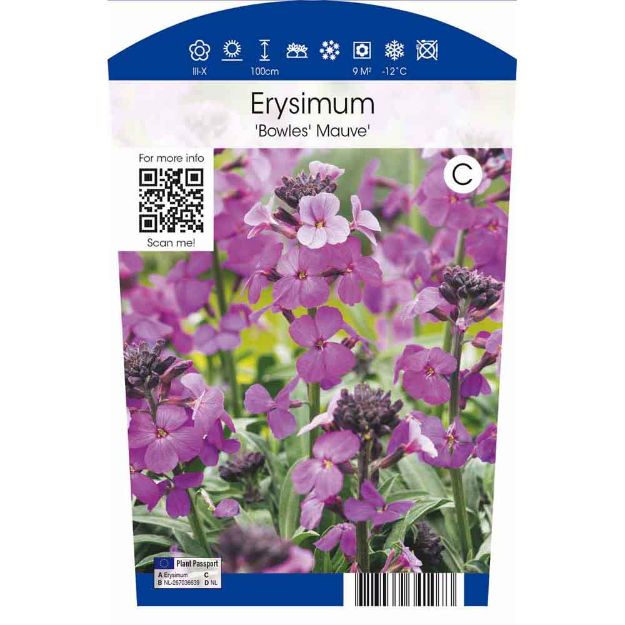 Image de Erysimum hybr. 'Bowles Mauve' P11