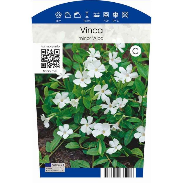 Image de Vinca minor 'Alba' P11