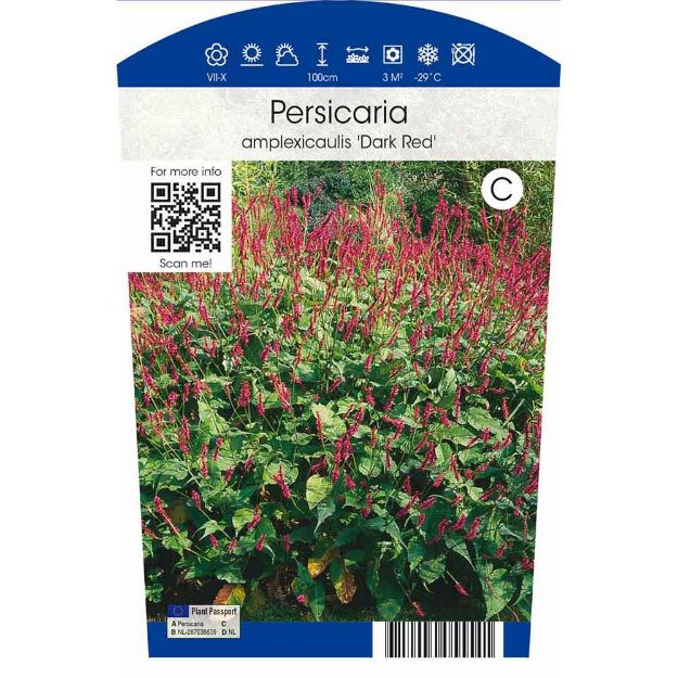 Image de Persicaria amplexicaule 'Dark Red' P11