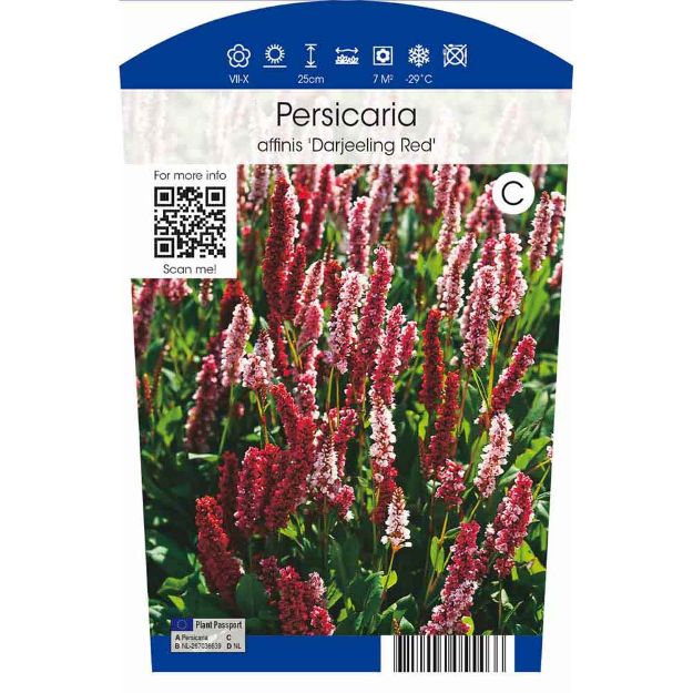 Image de Persicaria aff. 'Darjeeling Red' P11