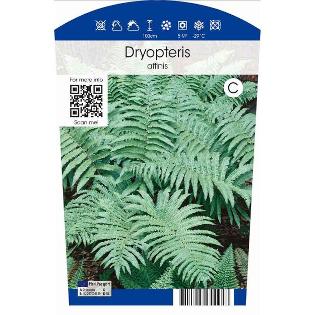 Image de Dryopteris affinis P11