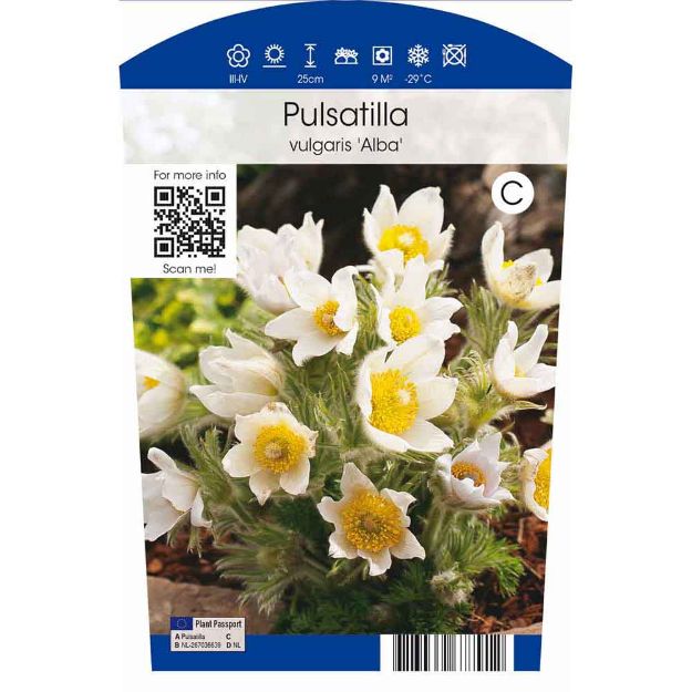 Image de Pulsatilla vulgaris 'Alba' P11