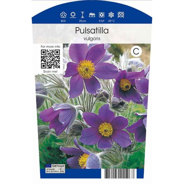 Image de Pulsatilla vulgaris P11