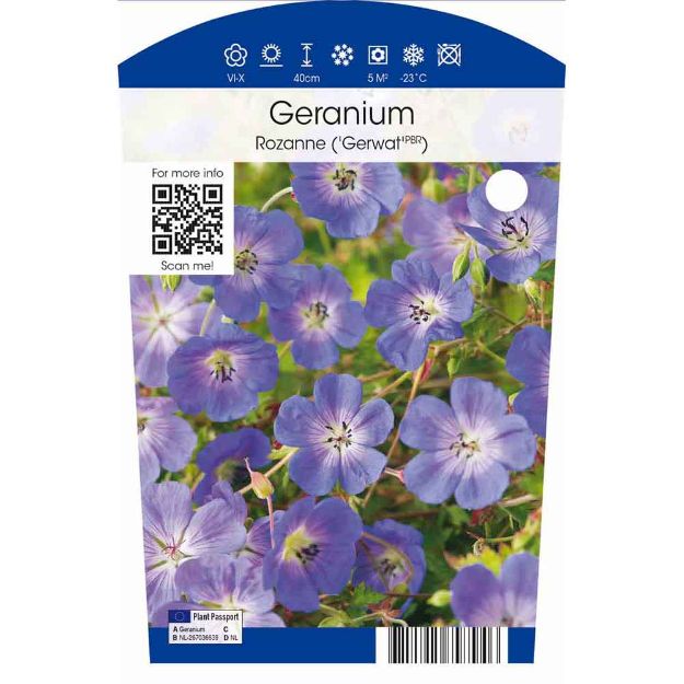 Image de Geranium 'Rozanne' P11